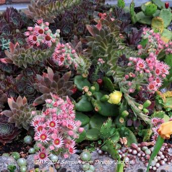 Sempervivum 'Director Jacobs'