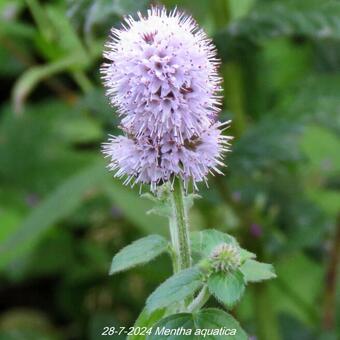 Mentha aquatica