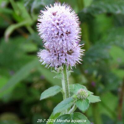 Watermunt - Mentha aquatica