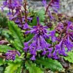 Wulfenia carinthiaca - Wulfenia