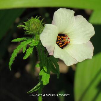 Hibiscus trionum