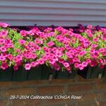 Calibrachoa 'CONGA Rose' - Mini petunia