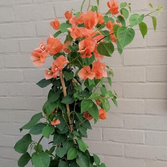 Bougainvillea x buttiana 'Orange King'