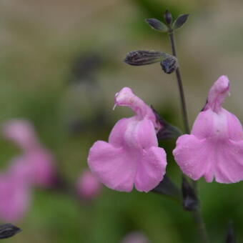 Salvia 'No Shame'