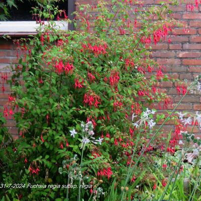 Bellenplant - Fuchsia regia subsp. regia