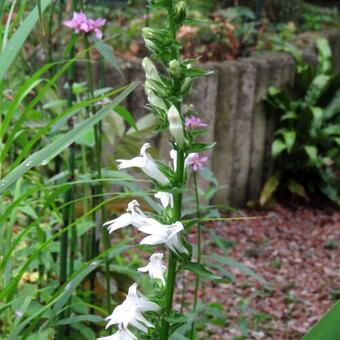 Lobelia siphilitica 'Alba'