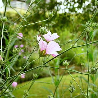 Althaea cannabina