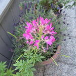 Cleome hassleriana 'Rose Queen' - Kattensnor