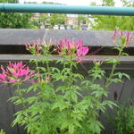 Cleome hassleriana 'Rose Queen' - Kattensnor