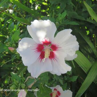 Hibiscus syriacus ’Red heart’