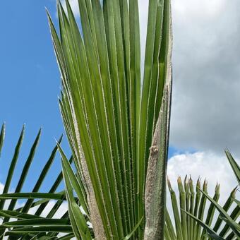 Trachycarpus sp. 'Manipur'