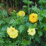 Tagetes 'Sierra' - Grootbloemige Afrikaantjes, Stinkerdjes