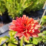 Echinacea SUNSEEKERS 'Rainbow' - Rode zonnehoed - Echinacea SUNSEEKERS 'Rainbow'