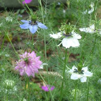 Nigella damascena 'Persian Jewels'