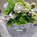 Hydrangea macrophylla 'FOREVER & EVER  Hortbux Blue'