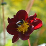 Cosmos x Dahlia 'Mexican Star' - Cosmosdahlia