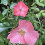 Rosa canina - Hondsroos - Rosa canina