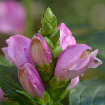 Chelone obliqua