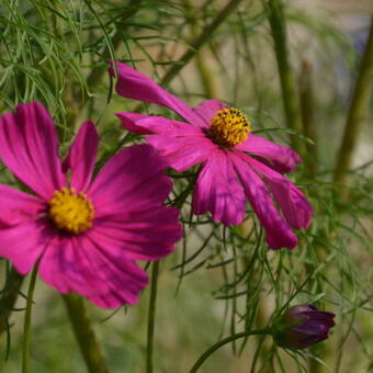 Cosmos bipinnatus