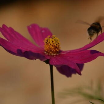 Cosmos bipinnatus