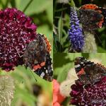 Scabiosa atropurpurea 'Summer Berries' - Duifkruid/Schurftkruid