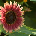 Helianthus annuus 'Evening Sun' - Zonnebloem