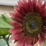 Helianthus annuus 'Evening Sun' - Zonnebloem