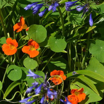 Tropaeolum majus