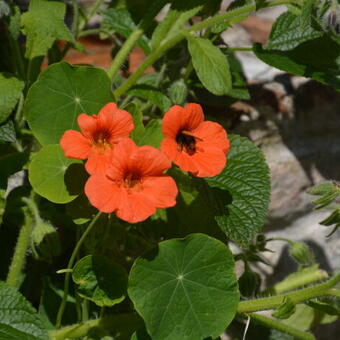 Tropaeolum majus