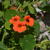 Tropaeolum majus