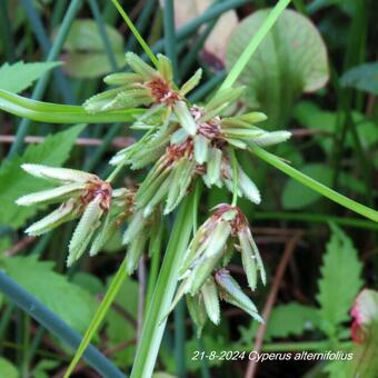 Cyperus alternifolius