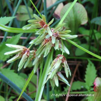 Parapluplant - Cyperus alternifolius