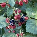 Rubus fruticosus 'Chester Thornless' - Braambes