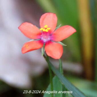 Anagallis arvensis