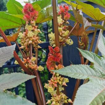 Ricinus communis 'New Zealand Purple'