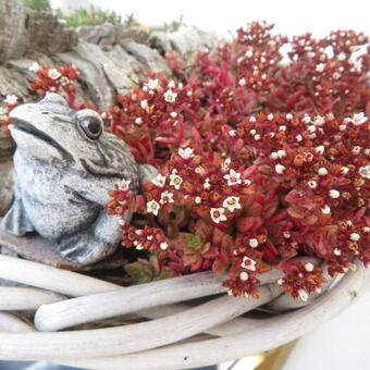 Crassula schmidtii