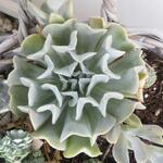 Echeveria runyonii 'Topsy Turvy' - Echeveria