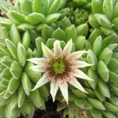 Huislook, Donderblad - Sempervivum grandiflorum