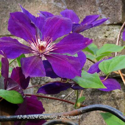 Bosrank - Clematis 'Jackmanii'