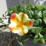 Portulaca umbraticola Kunth - Sierpostelein