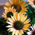 Echinacea SUNSEEKERS 'Pumpkin Pie'