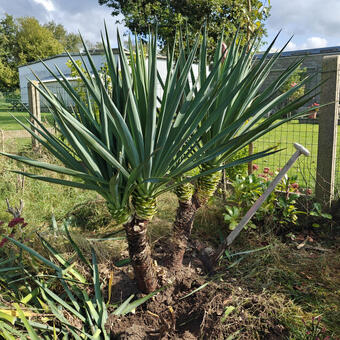 Yucca gloriosa