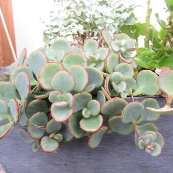 Sedum sieboldii