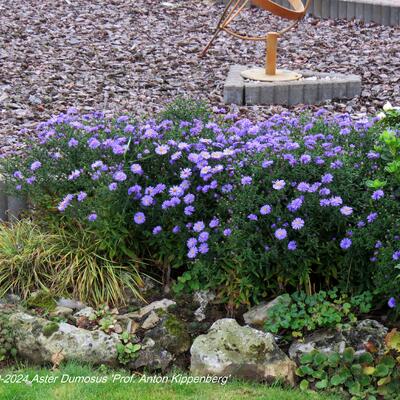 Herfstaster - Aster Dumosus 'Prof. Anton Kippenberg'