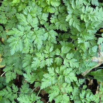 Anthriscus cerefolium