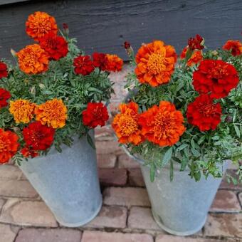 Tagetes patula 'Strawberry Blonde'