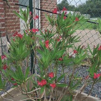 Nerium oleander