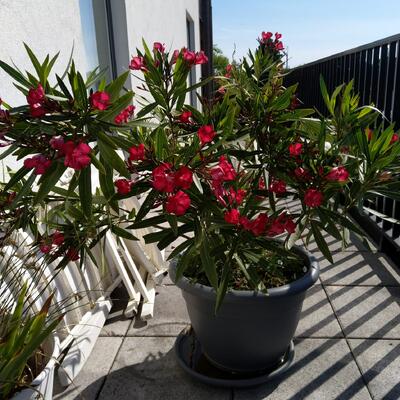 Oleander - Nerium oleander