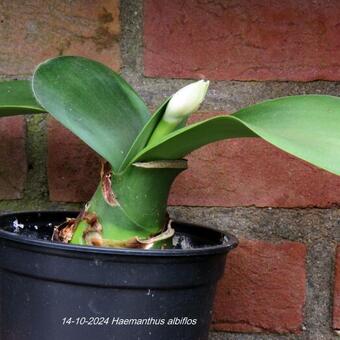 Haemanthus albiflos