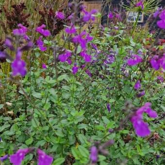 Salvia microphylla 'Salvinio Lilac'